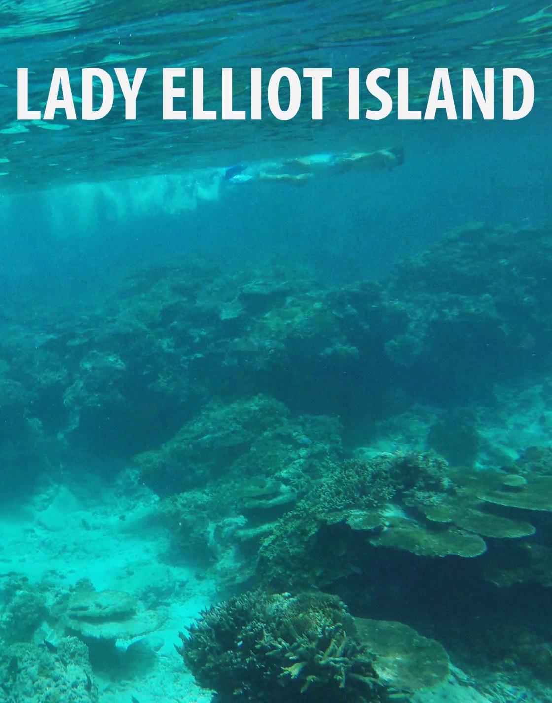 lady elliot.jpg