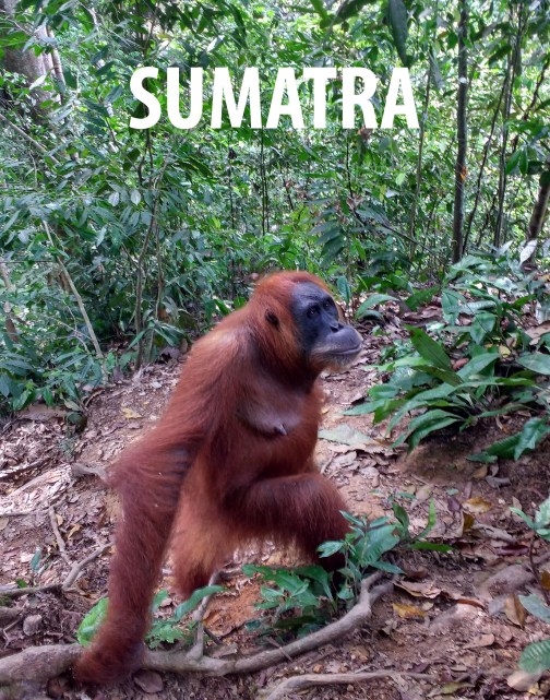 sumatra.jpg